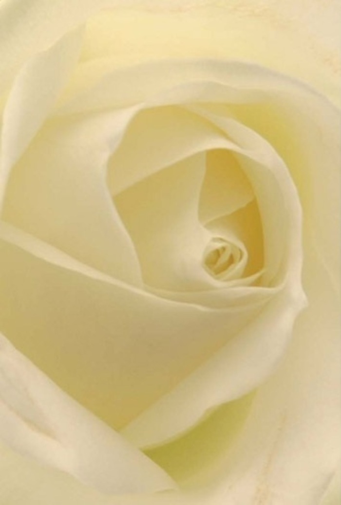 Examined closely, this refined white rose speaks the language of Cobham's quiet sophistication-softly layered petals ebbing into creamy hues, evoking the gentle daylight streaming through a window on Anyards Road. The bloom is all about grace: silky, overlapping layers that hint at the slow, unfolding magic behind every expertly arranged bouquet in Leigh Corner. Each petal glows from within, illuminated by natural light that blends seamlessly with subtle shadows for a touch of drama and depth. To a florist, this rose stands for the sincerity of a heartfelt apology, the love behind a wedding celebration, or the gratitude in a basket sent to friends near Fairmile Common. Its centre spirals nearly flawlessly, suggesting purity, resilience, and the unwavering attention to detail cared for by each Cobham floral designer. Soft gradients of colour and light highlight its natural charm, while an unspoken, clean fragrance lingers in the memory. This bloom is the perfect ambassador for expressions of deep feeling, hand-delivered with warmth throughout every corner of Cobham.